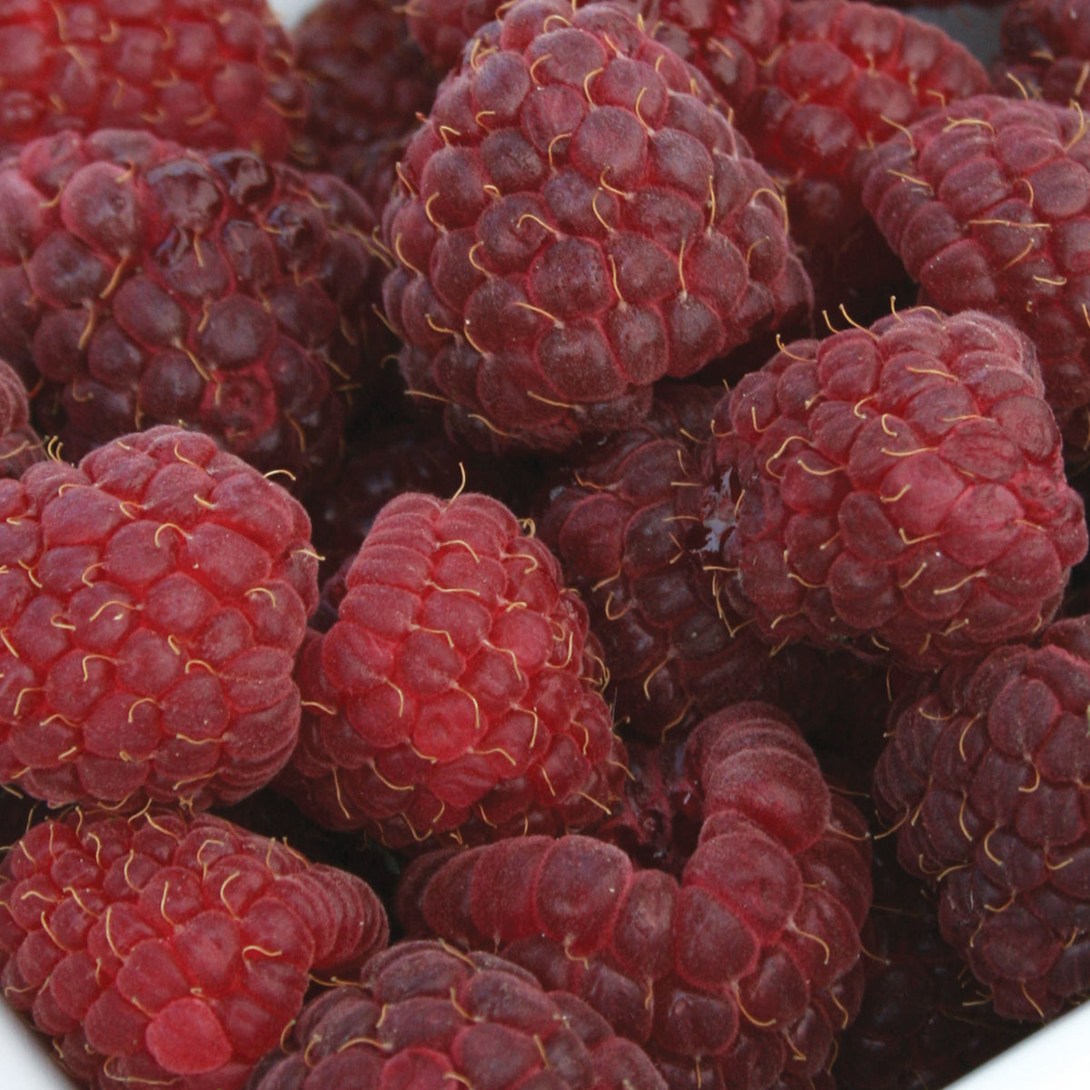 Crimson Night PPAF Raspberry
