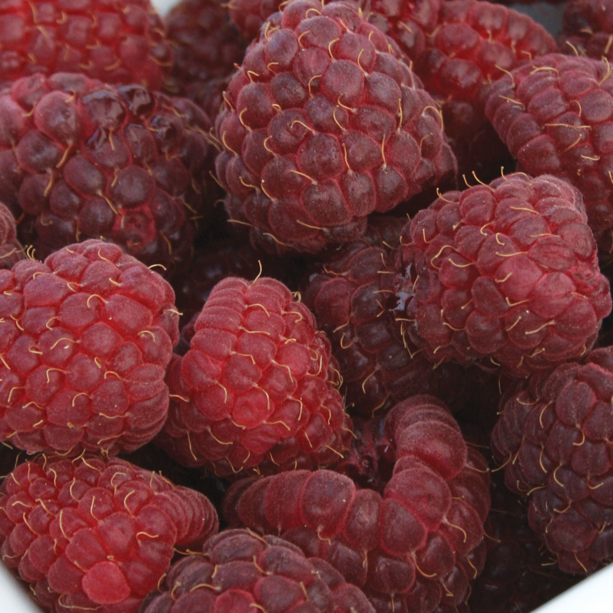 Crimson Night PPAF Raspberry