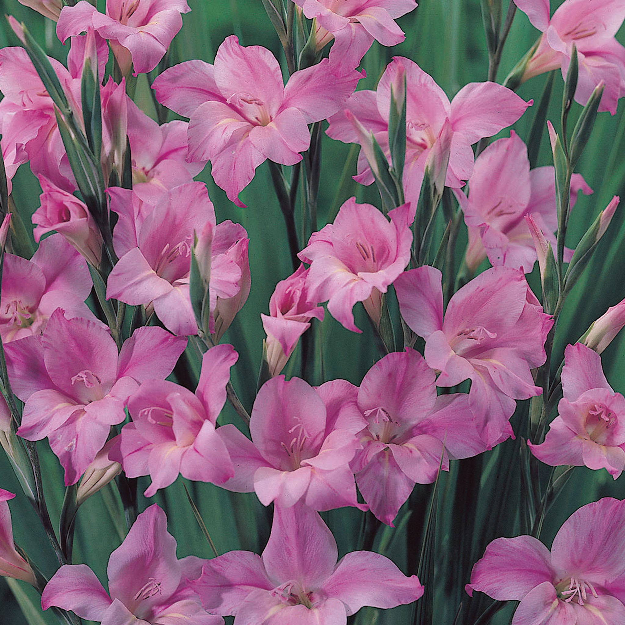Gladiolus Nanus Charming Lady Bulbs