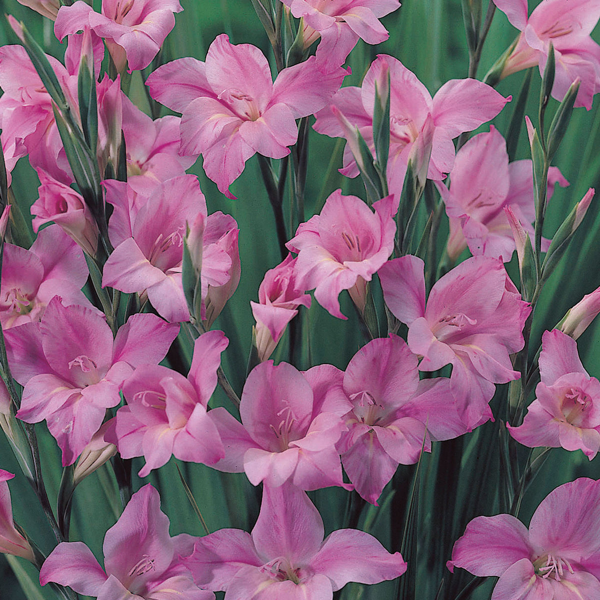 Gladiolus Nanus Charming Lady Bulbs