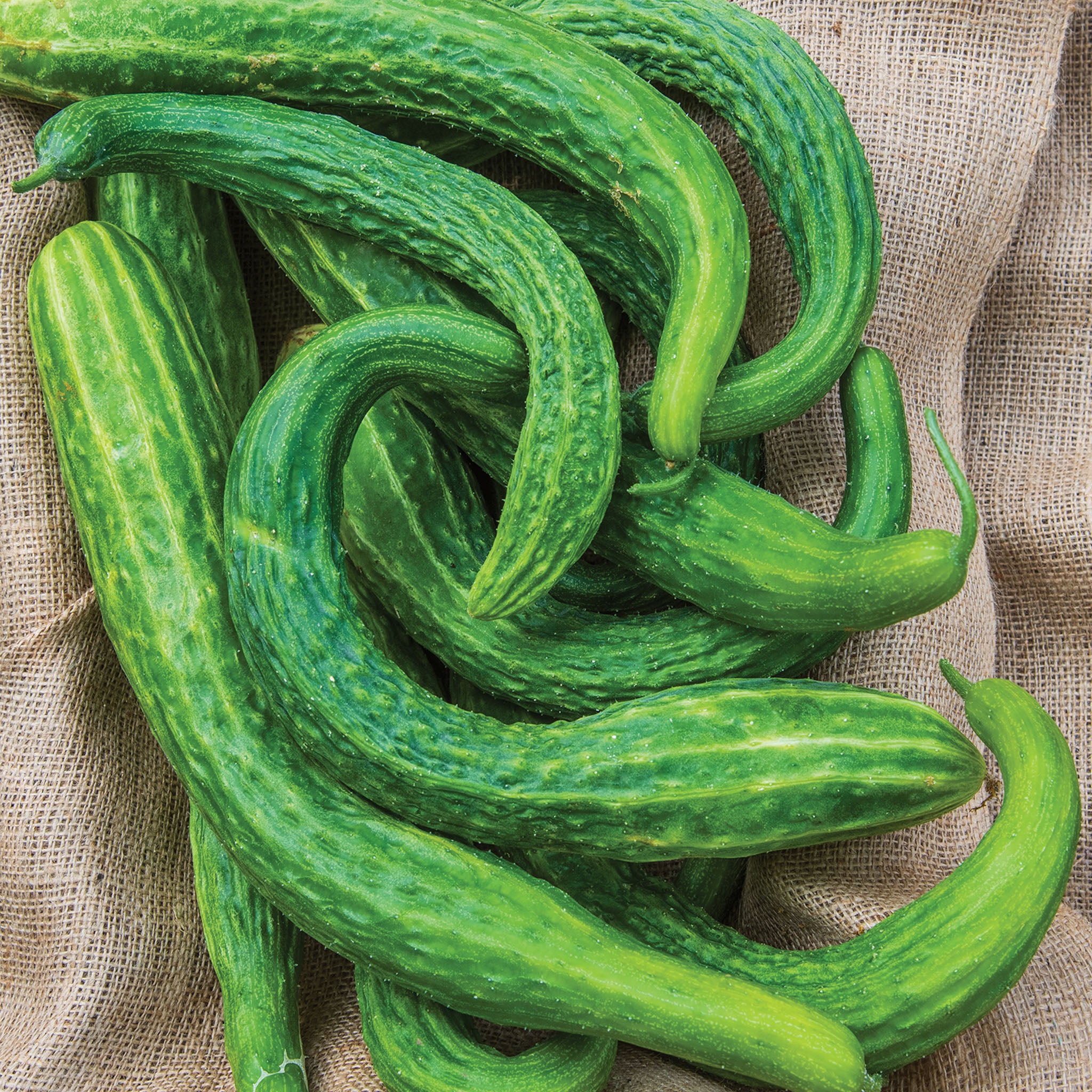 Suyo Long Cucumber