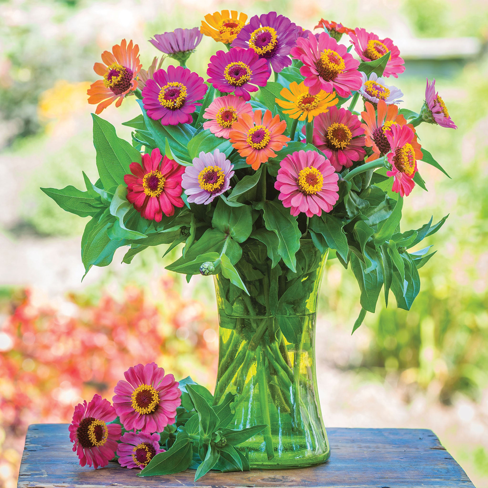 Forecast Zinnia