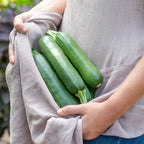 Fordhook Zucchini Summer Squash