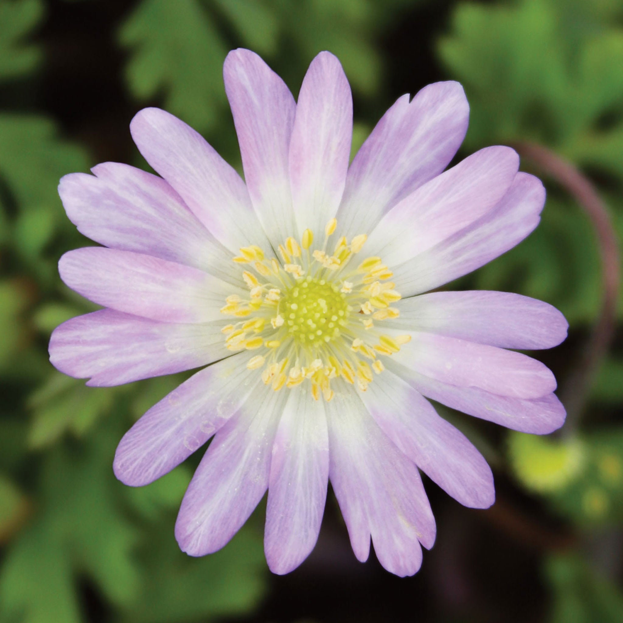 Pink Charmer Anemone Blanda Bulbs
