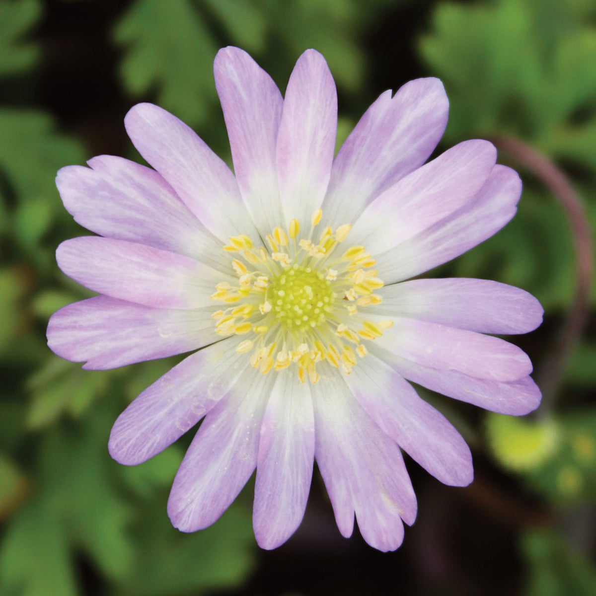 Pink Charmer Anemone Blanda Bulbs