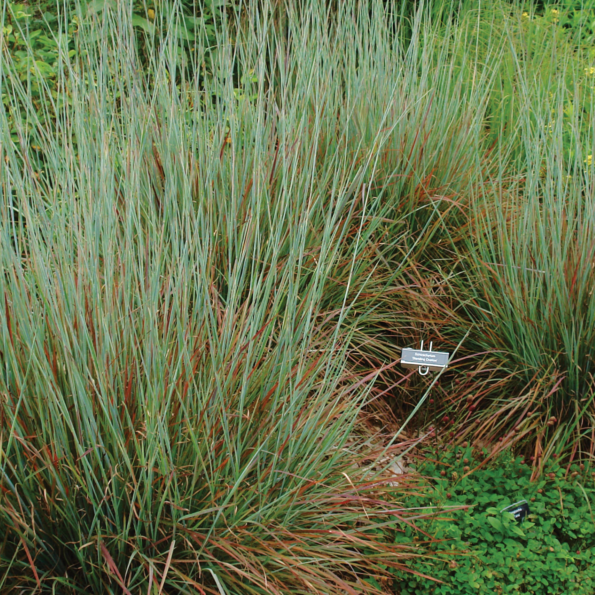 Standing Ovation Schizachyrium (Little Bluestem)
