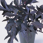 Blackie Ipomoea