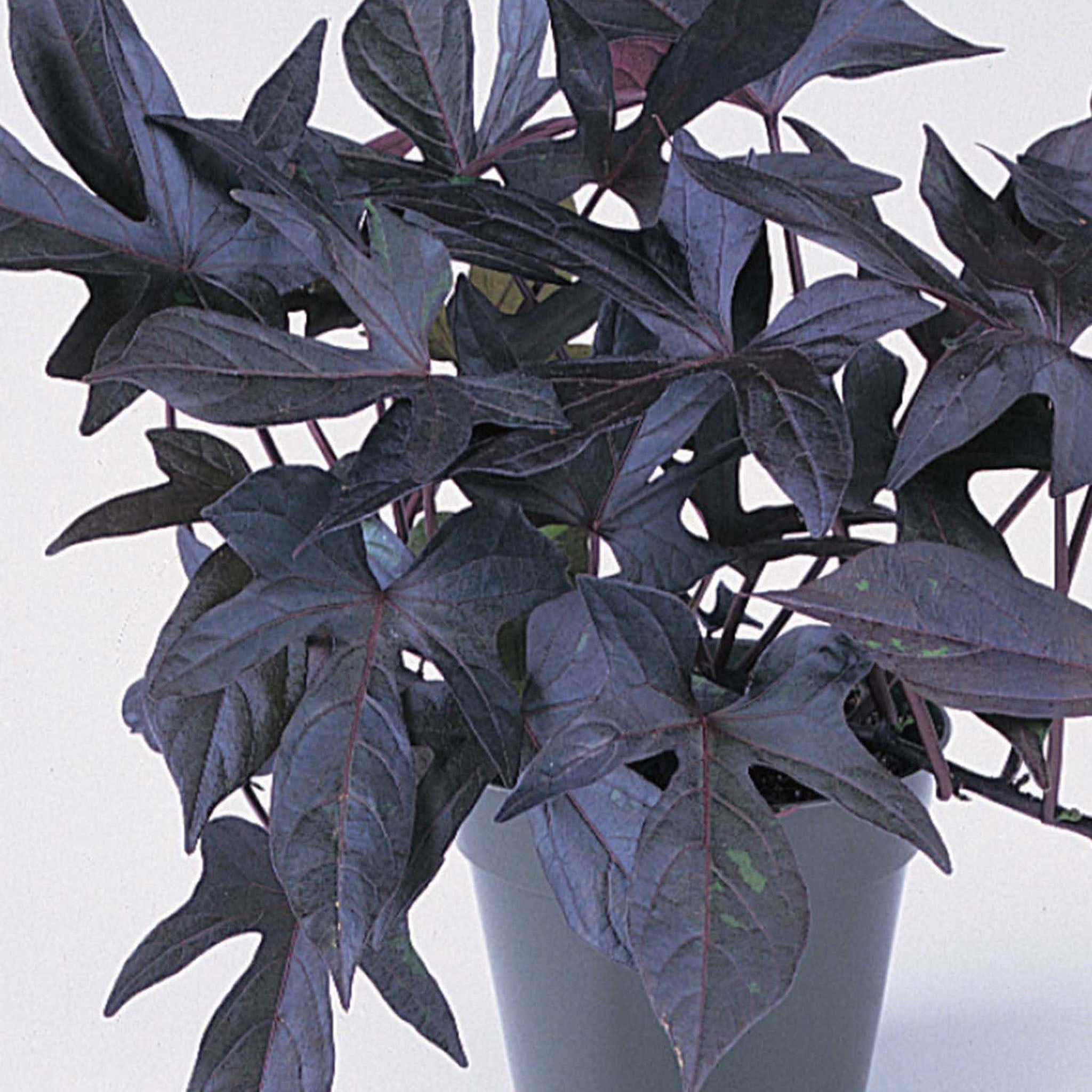 Blackie Ipomoea