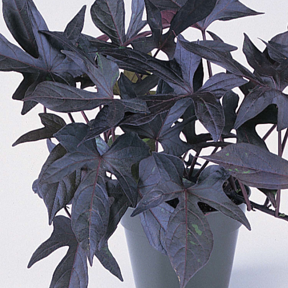 Blackie Ipomoea