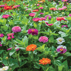Giant Flowered Mixed Colors Zinnia