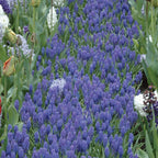 Blue Grape Muscari Bulbs