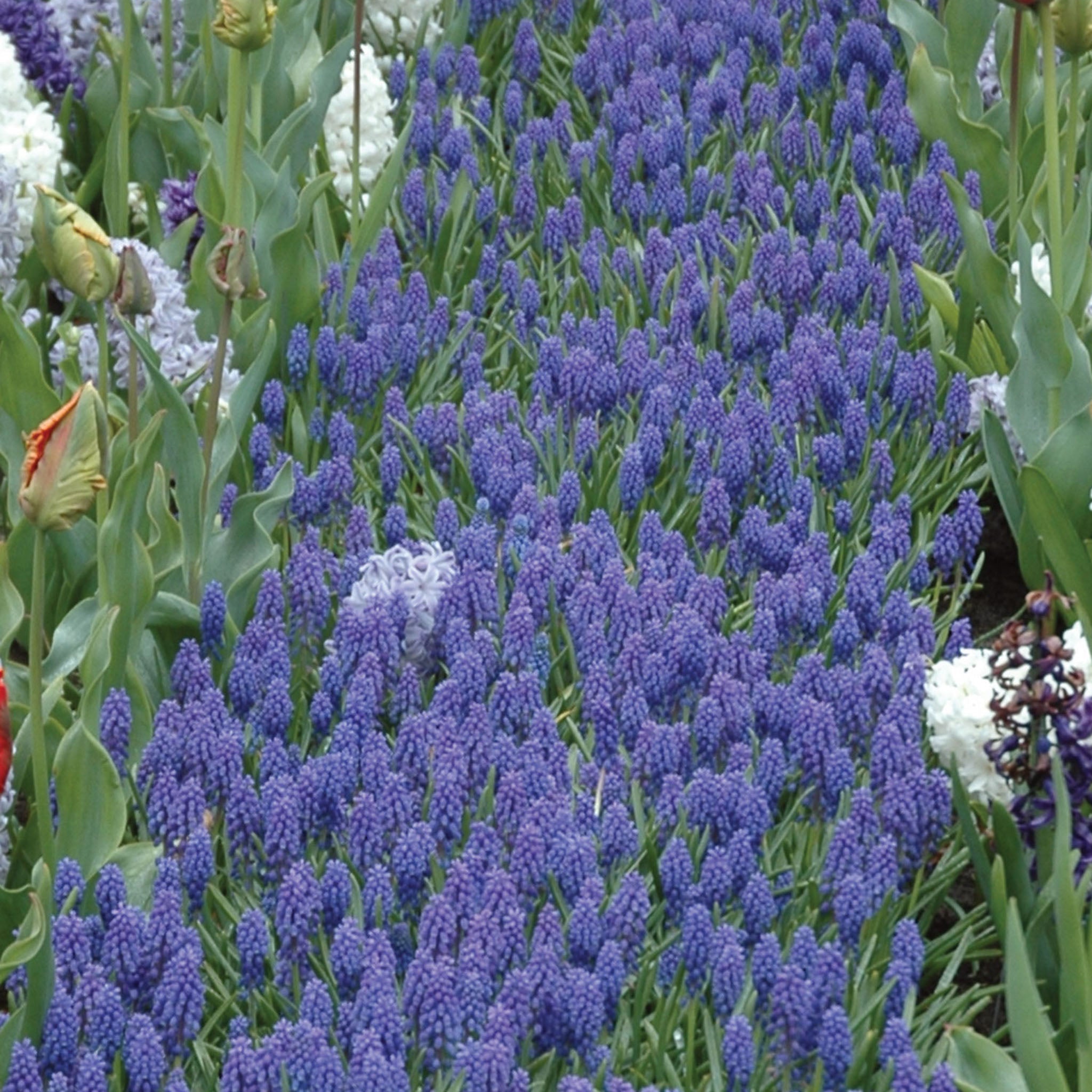 Blue Grape Muscari Bulbs