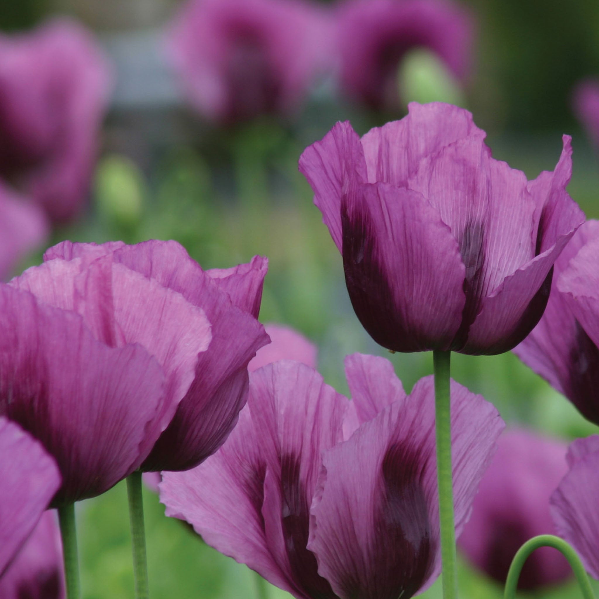Hungarian Blue Poppy