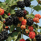 Ouachita Blackberry