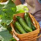 Lunchbox Cucumber