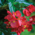 Dragon Wing® Red Begonia