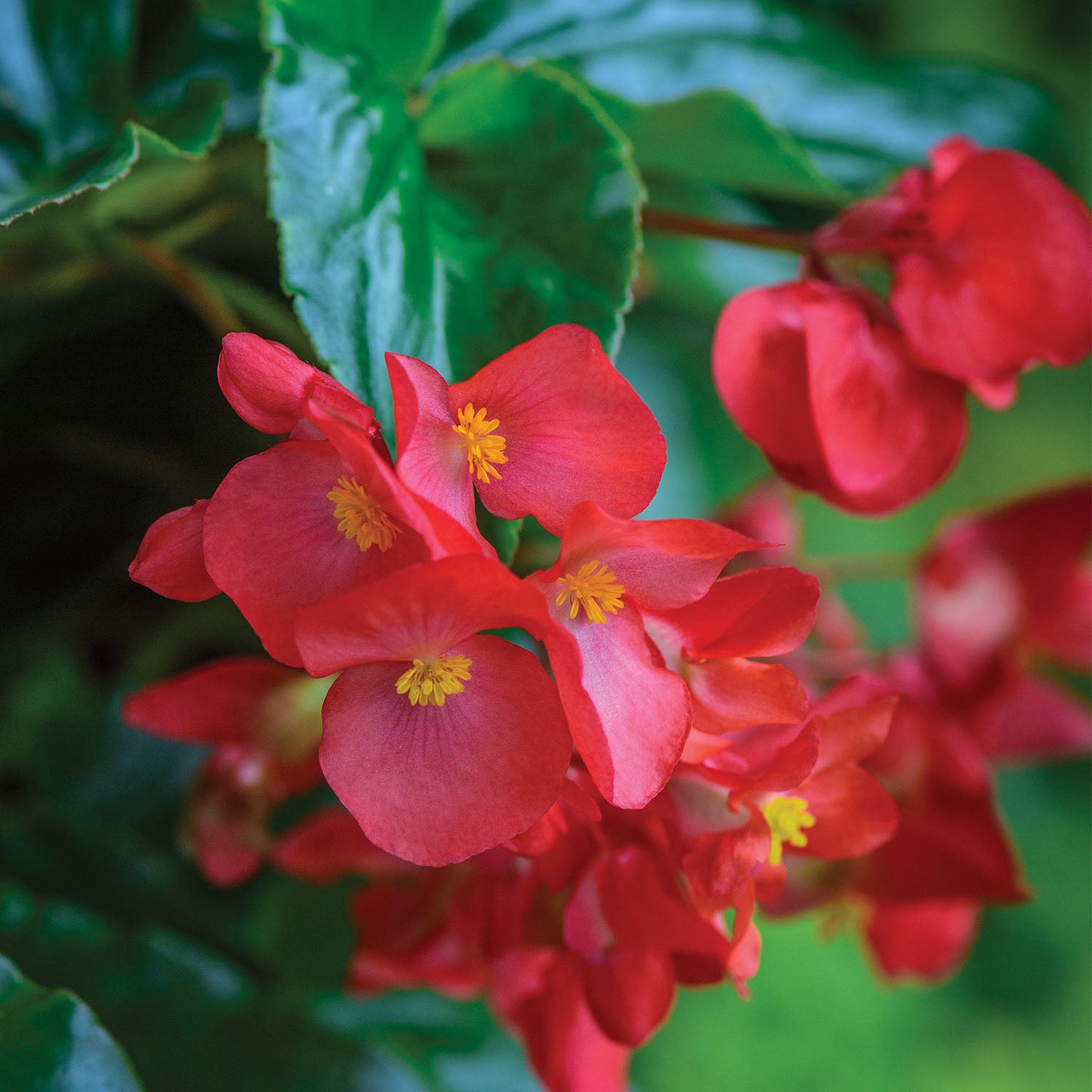 Dragon Wing® Red Begonia
