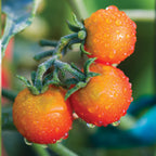 Sweetheart Of The Patio Tomato