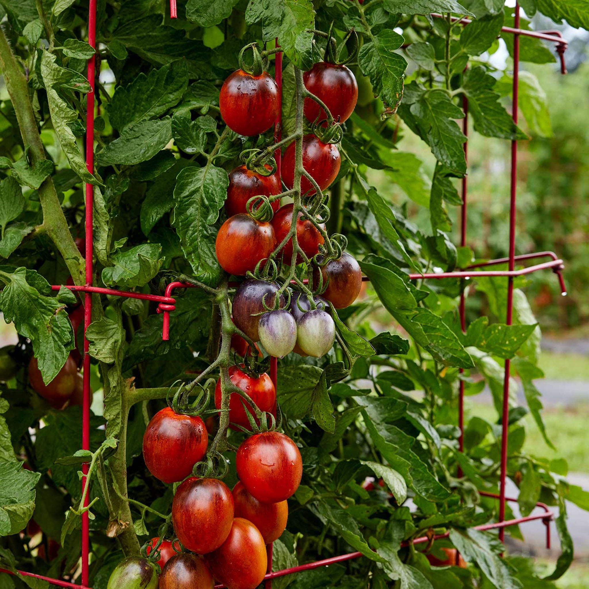Two Tasty Tomato