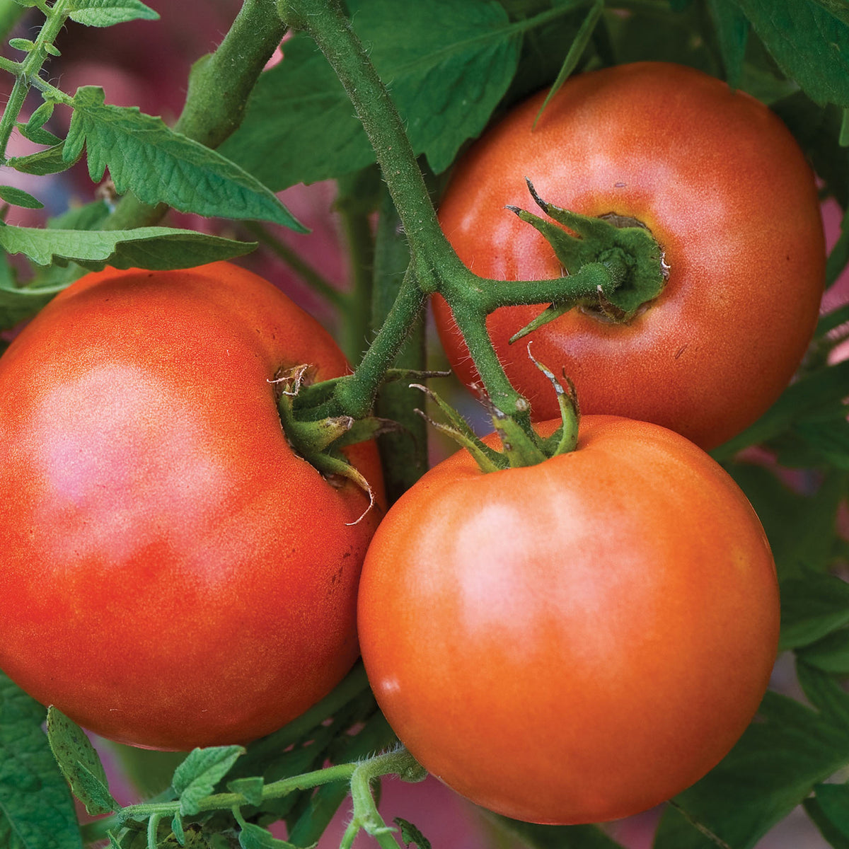 Sweet Seedless Tomato