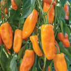 Nibbler Yellow Sweet Pepper