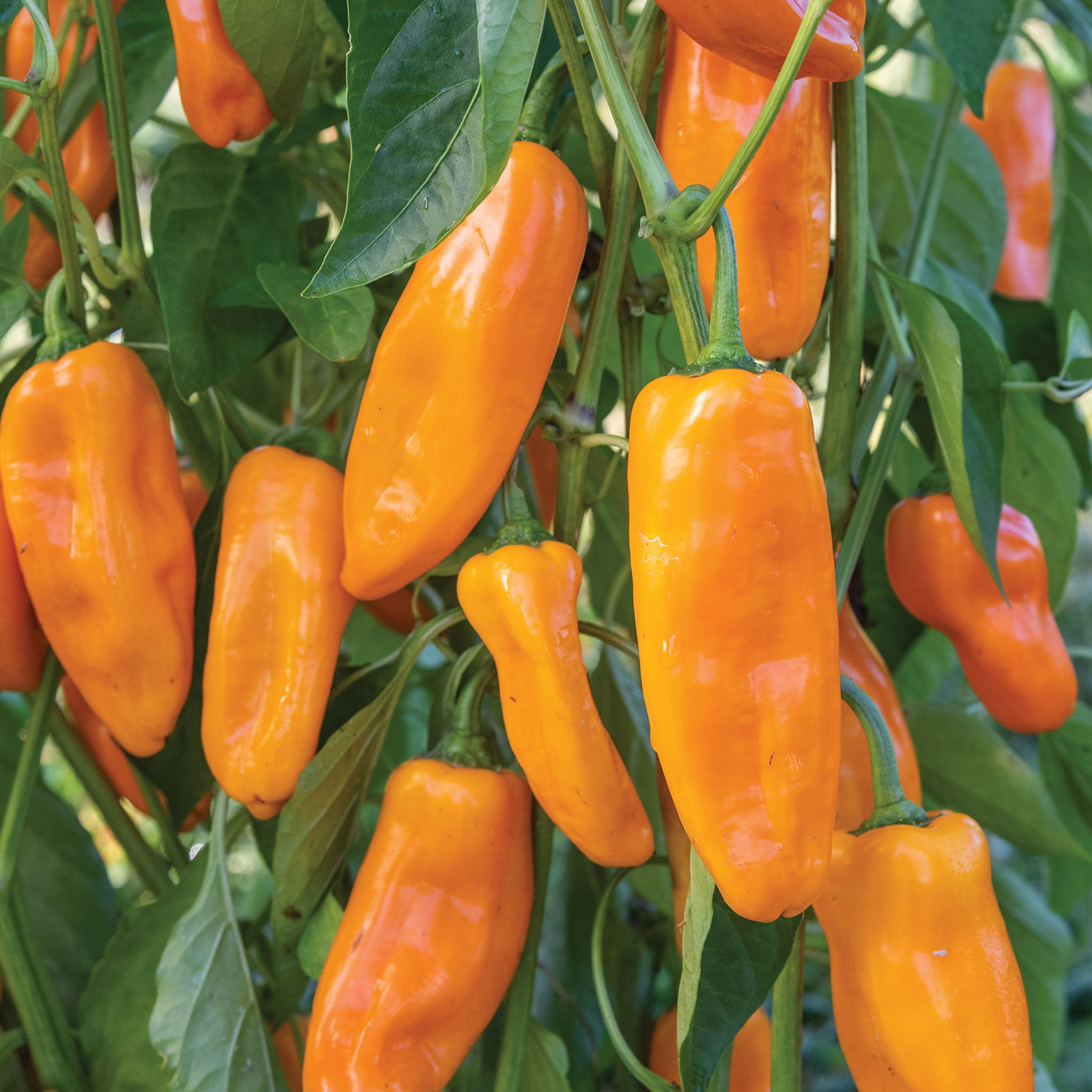 Nibbler Yellow Sweet Pepper