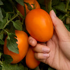Vivacious Tomato