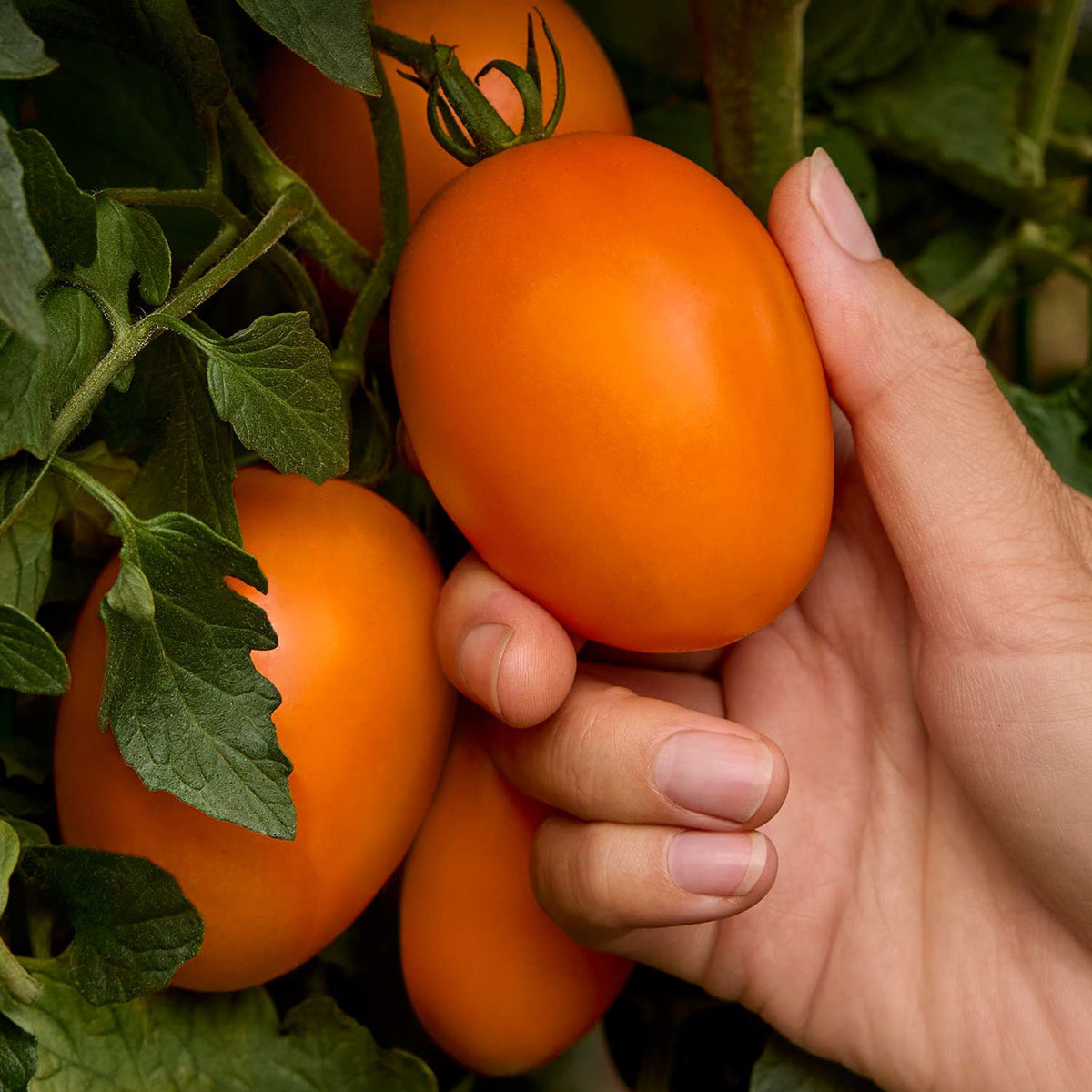 Vivacious Tomato