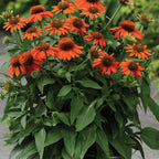 Sombrero Adobe Orange Echinacea