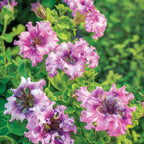 Spellbound Pink Petunia