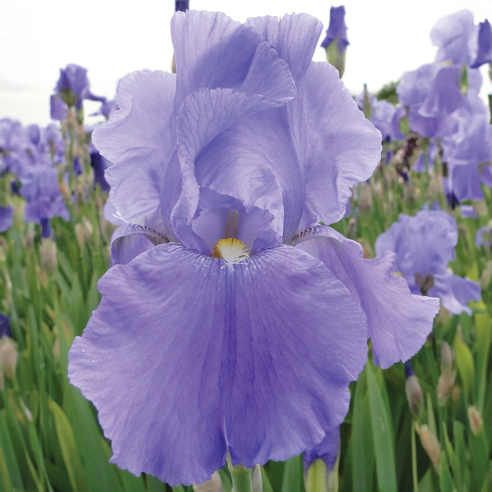 Sea Double Iris Bare Roots