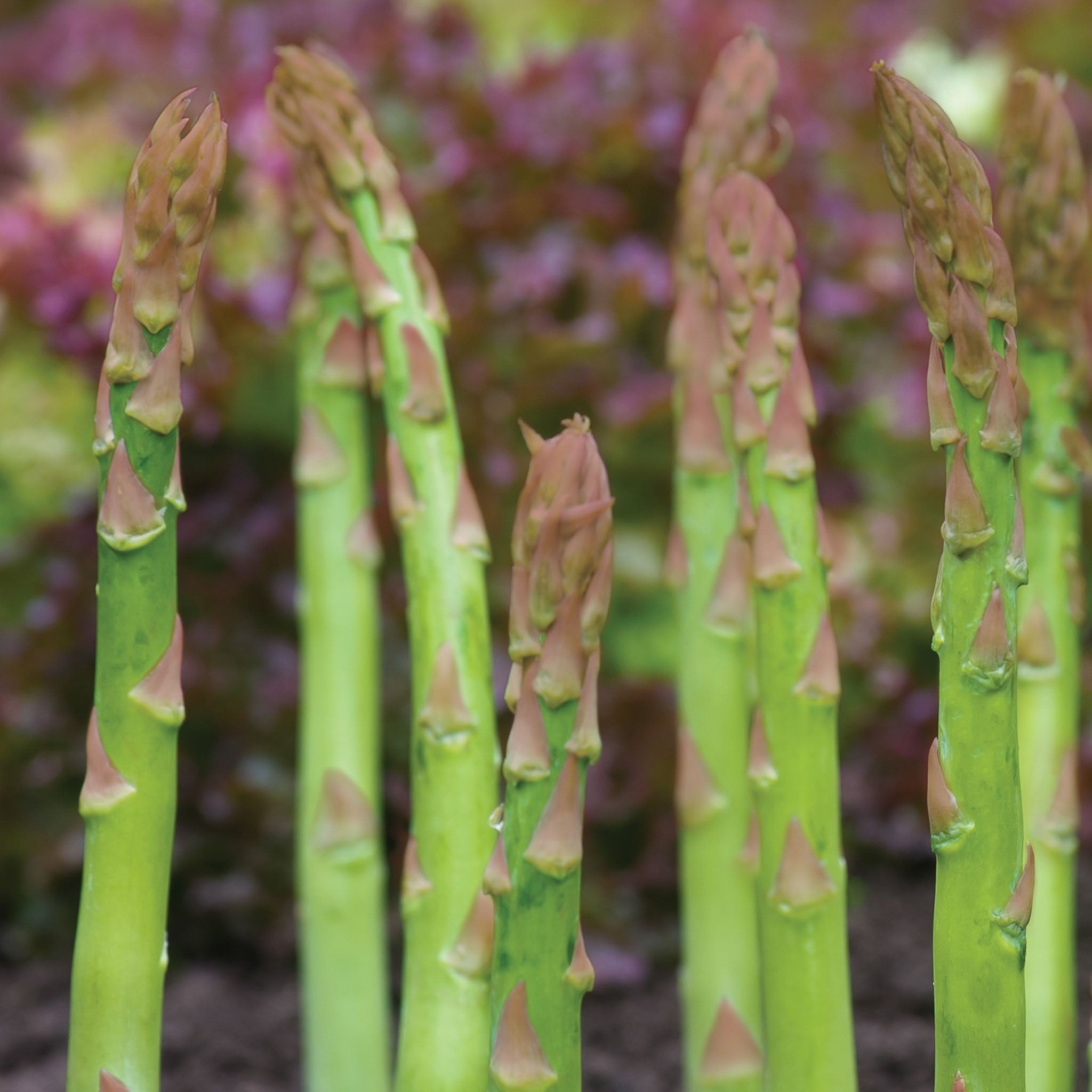 Jersey Knight Asparagus Bare Root