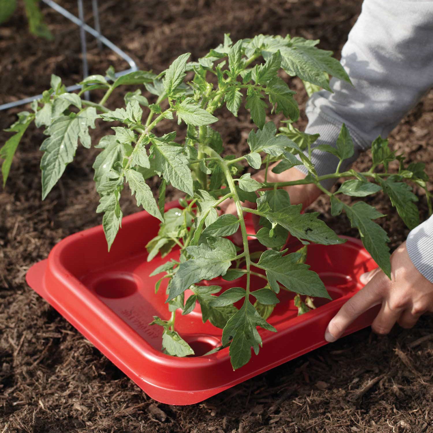 Tomato & Pepper Automator Trays
