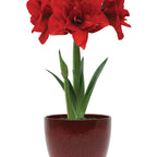 Double Dragon Amaryllis Bulb