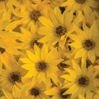 Autumn Gold Helianthus