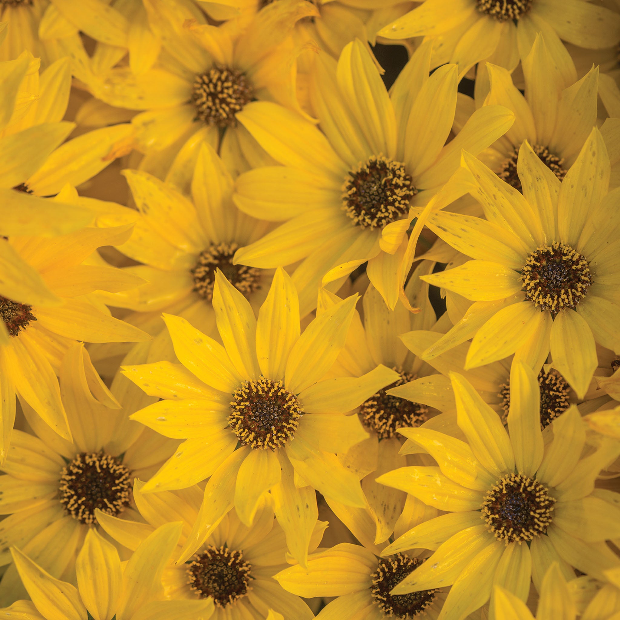 Autumn Gold Helianthus