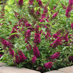 Chrysalis Cranberry Buddleia