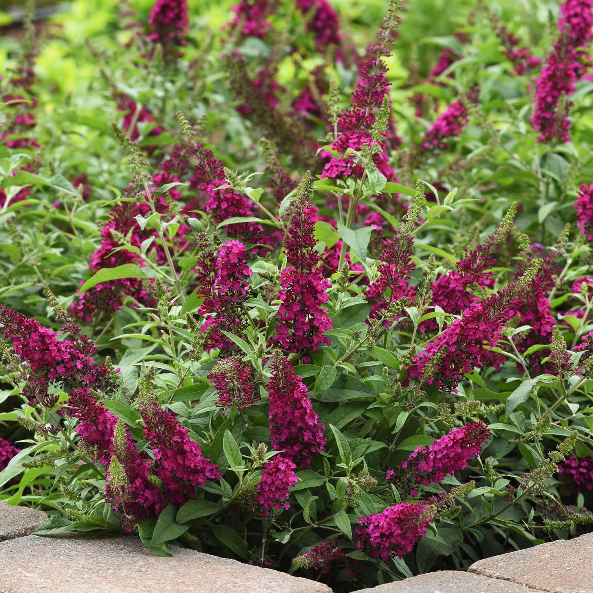 Chrysalis Cranberry Buddleia