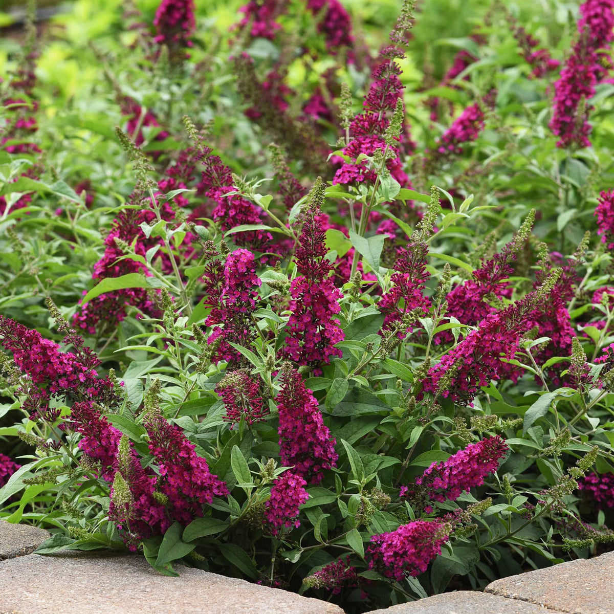 Chrysalis Cranberry Buddleia