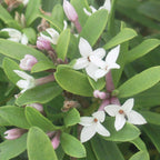 Eternal Fragrance Daphne
