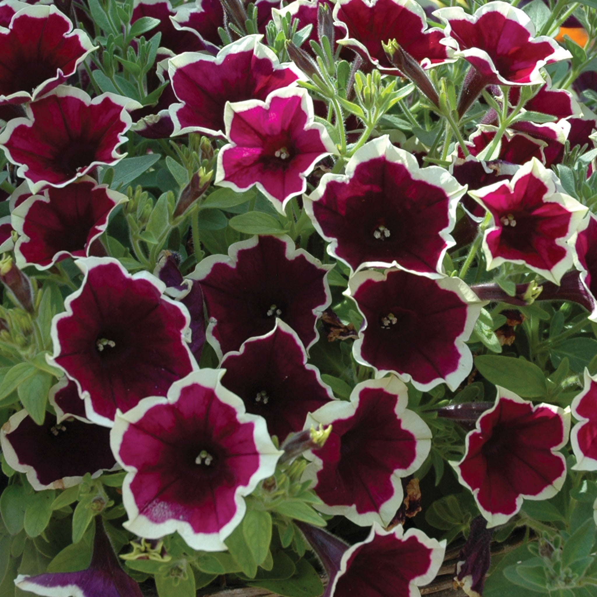Cascadia Rim Magenta Petunia