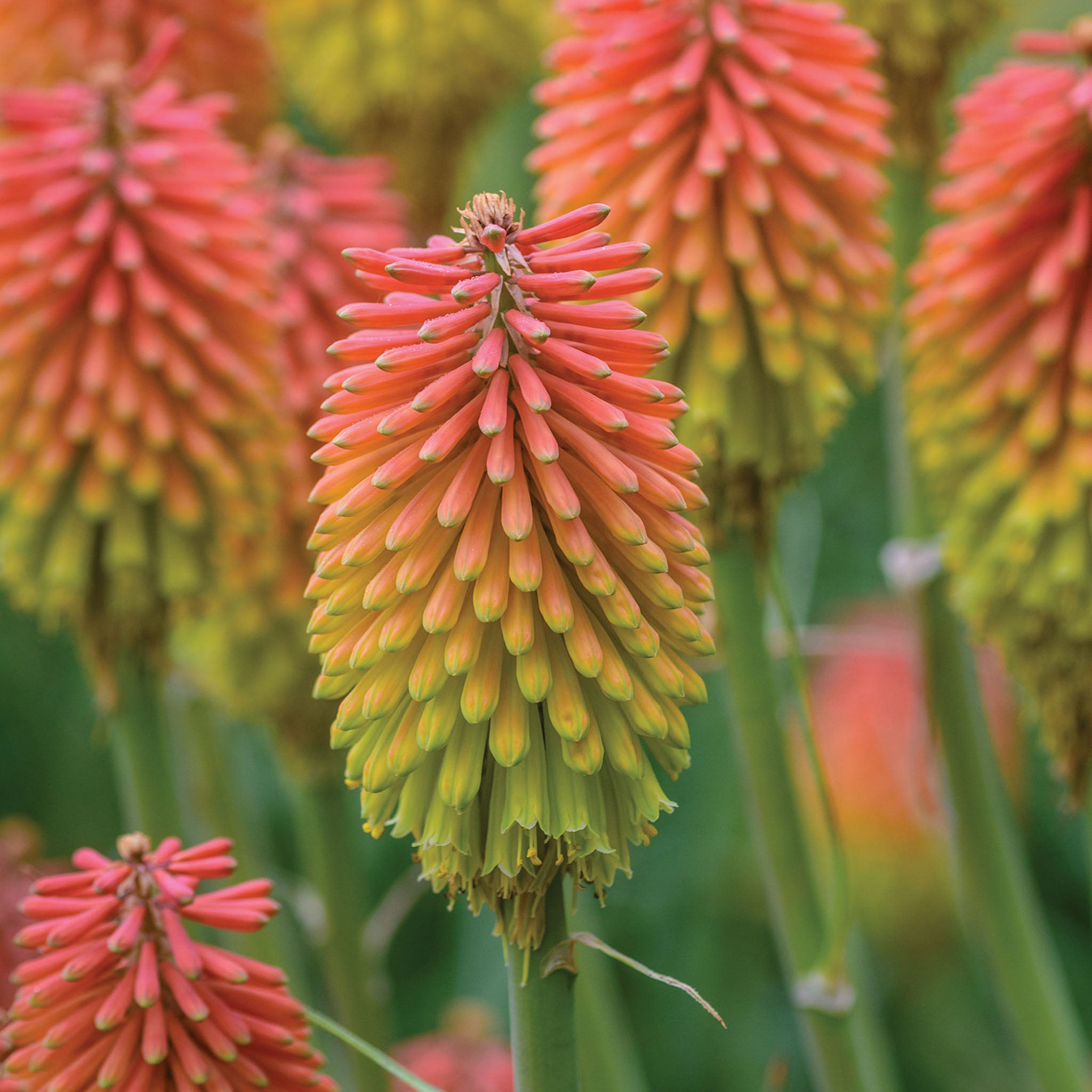 Red Hot Poker Mix Tritoma