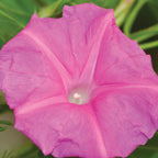 Candy Pink Morning Glory