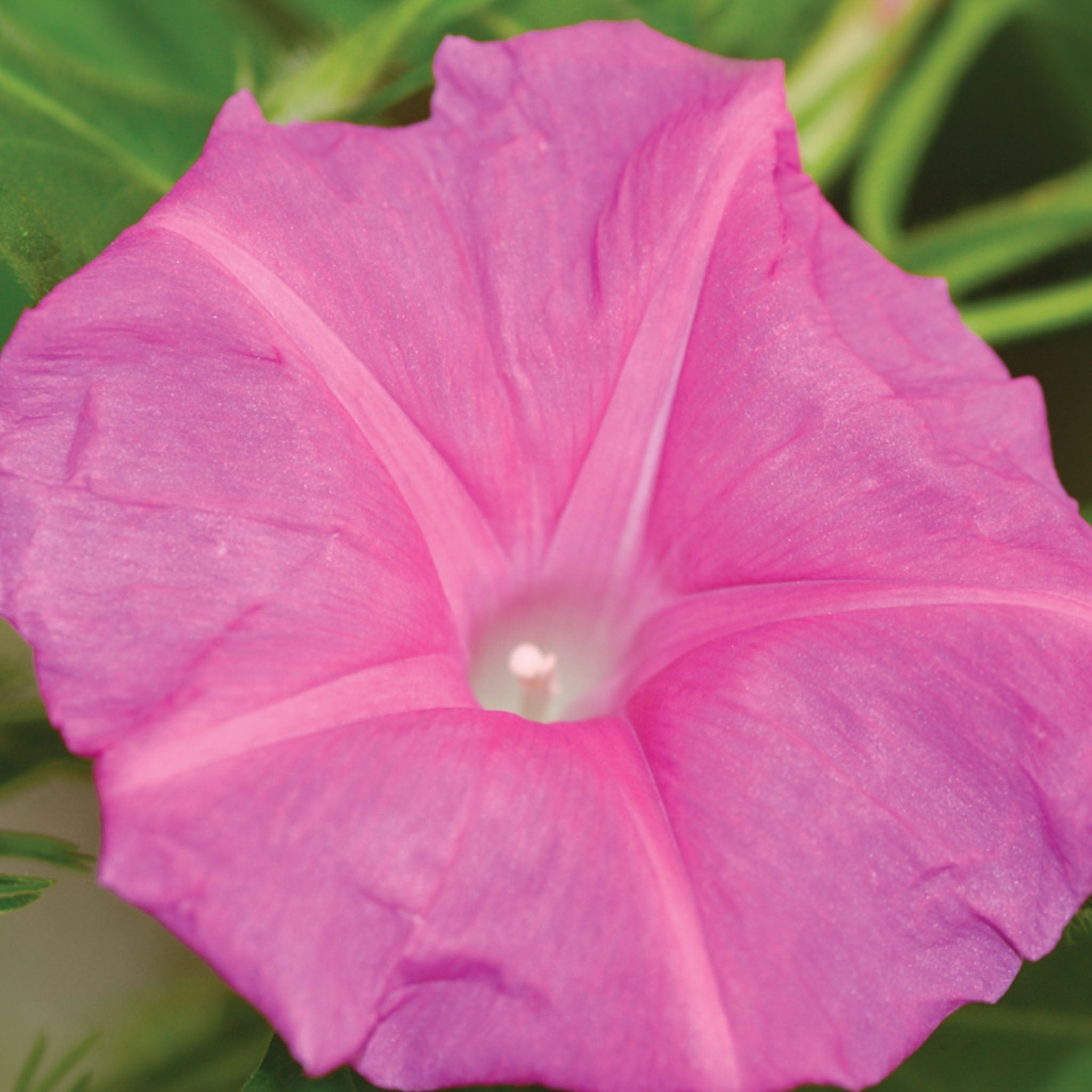 Candy Pink Morning Glory