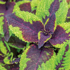 Pineapple Surprise Coleus