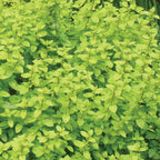 Golden Oregano Herb