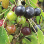 Consort Black Currant
