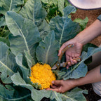 Clementine Cauliflower