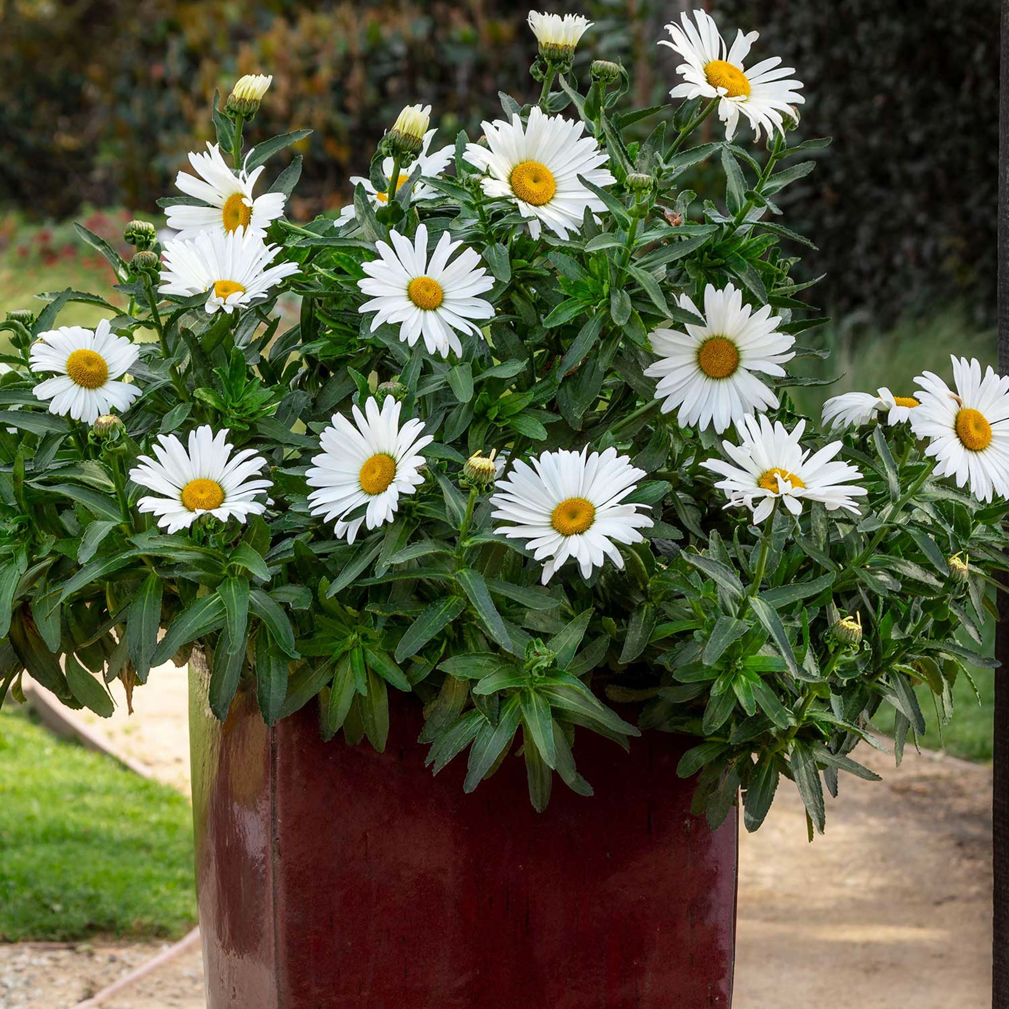 Betsy Shasta Daisy