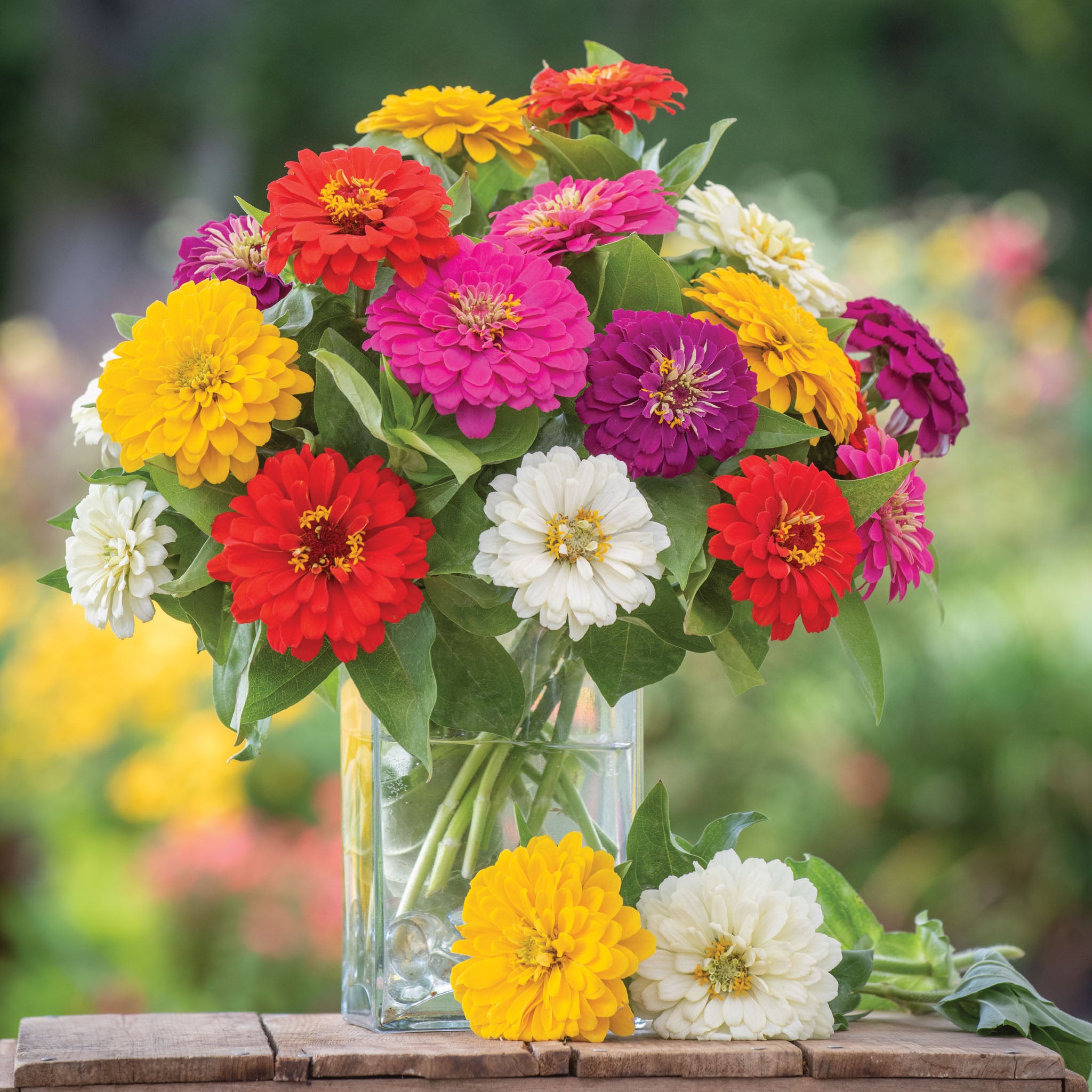 Zesty Mix Zinnia